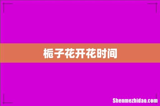 栀子花开花时间