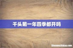 千头菊一年四季都开吗