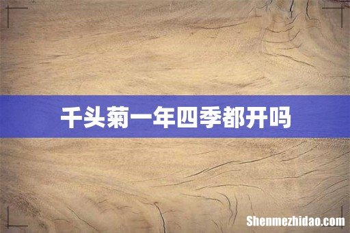 千头菊一年四季都开吗