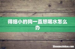 得细小的狗一直想喝水怎么办
