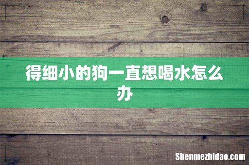 得细小的狗一直想喝水怎么办