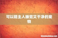 可以陪主人睡觉又干净的宠物