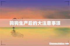 狗狗生产后的大注意事项