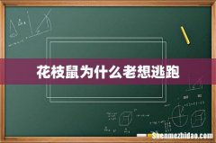 花枝鼠为什么老想逃跑