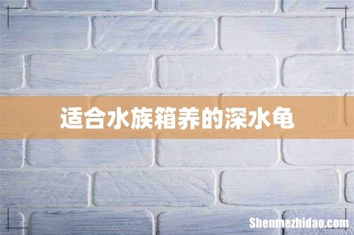 适合水族箱养的深水龟