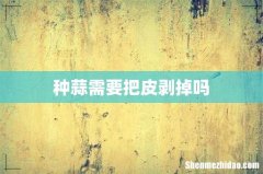 种蒜需要把皮剥掉吗