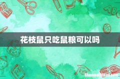 花枝鼠只吃鼠粮可以吗