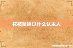 花枝鼠通过什么认主人