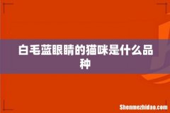 白毛蓝眼睛的猫咪是什么品种
