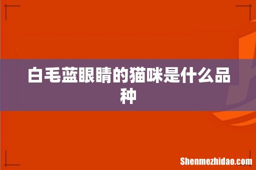 白毛蓝眼睛的猫咪是什么品种
