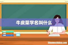 牛皮菜学名叫什么