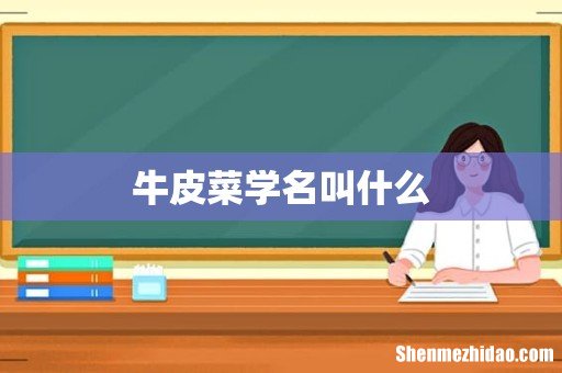 牛皮菜学名叫什么