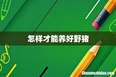 怎样才能养好野猪