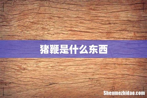 猪鞭是什么东西
