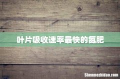 叶片吸收速率最快的氮肥