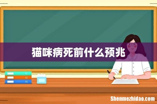 猫咪病死前什么预兆