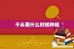 千头菊什么时候种植