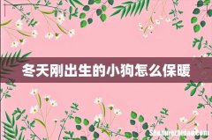 冬天刚出生的小狗怎么保暖