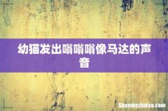 幼猫发出嗡嗡嗡像马达的声音