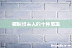 猫咪恨主人的十种表现