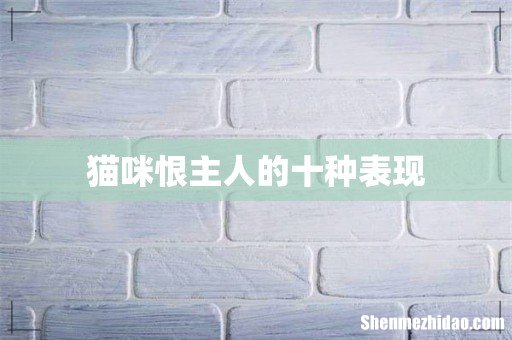 猫咪恨主人的十种表现