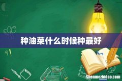 种油菜什么时候种最好