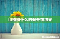 山楂树什么时候开花结果
