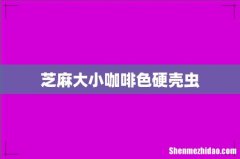 芝麻大小咖啡色硬壳虫