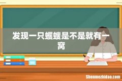 发现一只蠼螋是不是就有一窝