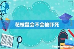花枝鼠会不会被吓死