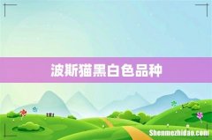 波斯猫黑白色品种