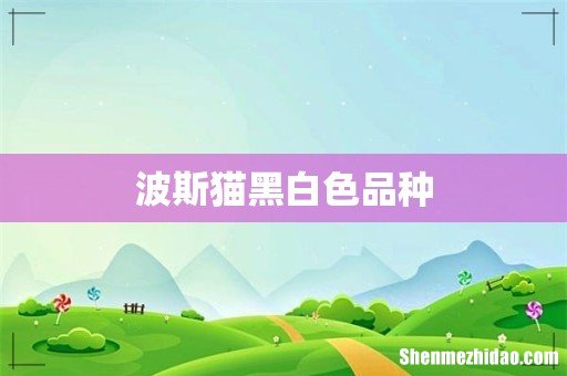 波斯猫黑白色品种