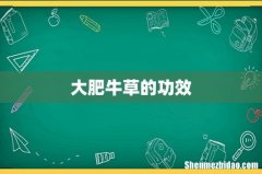 大肥牛草的功效