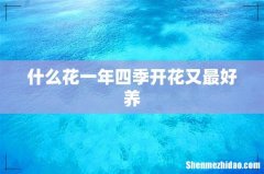 什么花一年四季开花又最好养