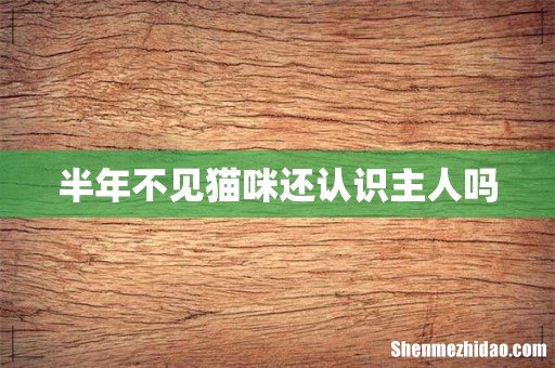半年不见猫咪还认识主人吗