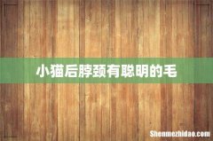 小猫后脖颈有聪明的毛