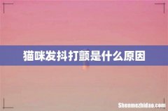 猫咪发抖打颤是什么原因