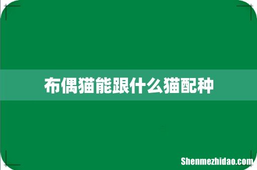 布偶猫能跟什么猫配种