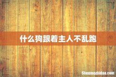 什么狗跟着主人不乱跑