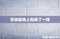花枝鼠晚上和疯了一样