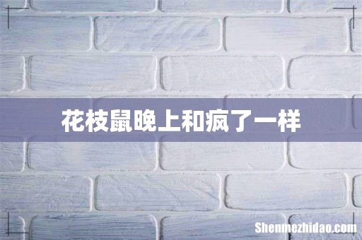 花枝鼠晚上和疯了一样