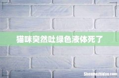 猫咪突然吐绿色液体死了
