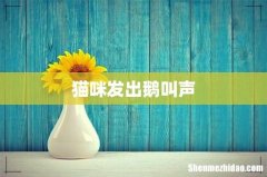 猫咪发出鹅叫声