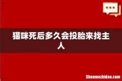 猫咪死后多久会投胎来找主人