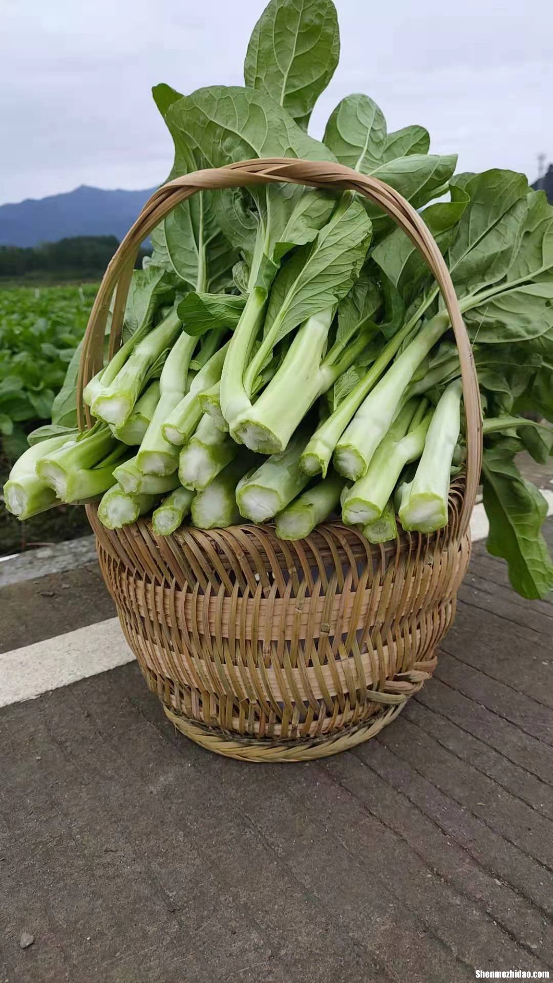 迟菜心一般煮多久 迟菜心怎么做才好吃