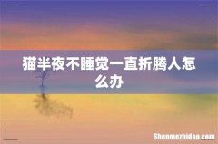 猫半夜不睡觉一直折腾人怎么办