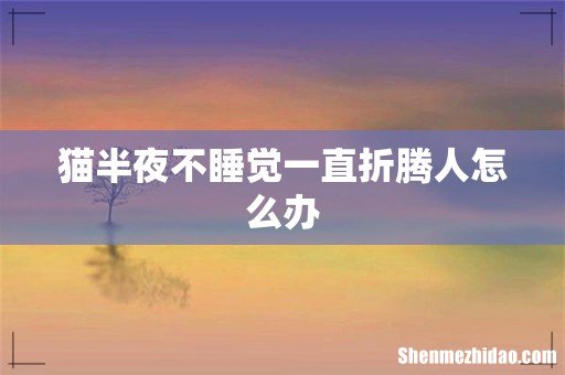 猫半夜不睡觉一直折腾人怎么办