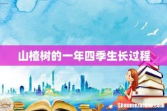 山楂树的一年四季生长过程