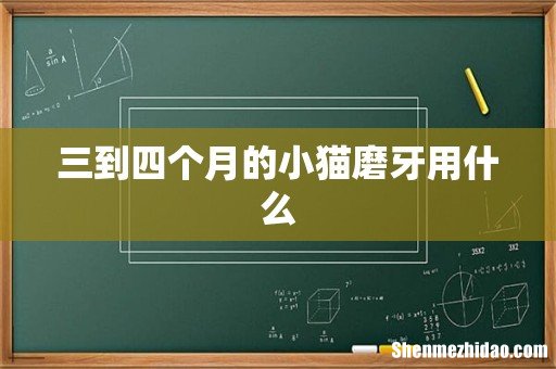 三到四个月的小猫磨牙用什么