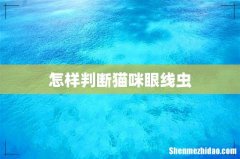 怎样判断猫咪眼线虫